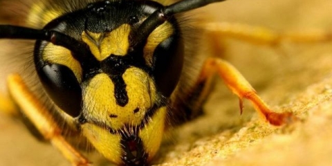 Ose u zemlji - kako ih se riješiti vlastitim rukama